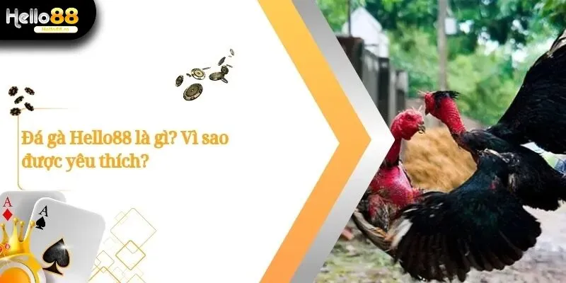 Đá Gà Hello88